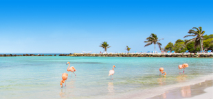 Flamingo's aan het strand op Aruba