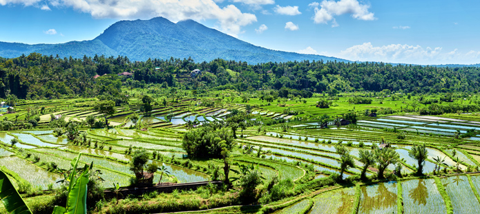 Rijstvelden in Bali