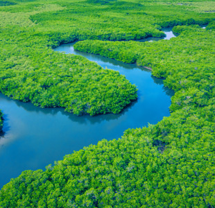 Mangrove in Gambia