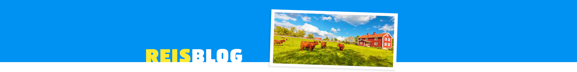 Hooglandkoeien bij een boerderij in Zweden