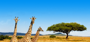 Giraffe op savanne in Kenia