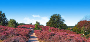 Een wandelpad door de Paarse Heide op de Veluwe