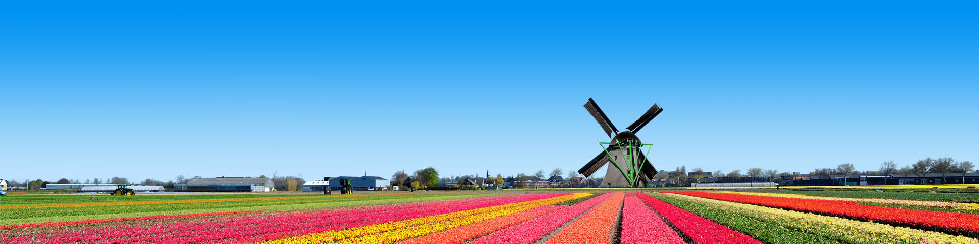 Kleurrijke tulpenvelden met rode, roze en gele tulpen en een molen tijdens een vakantie in Nederland