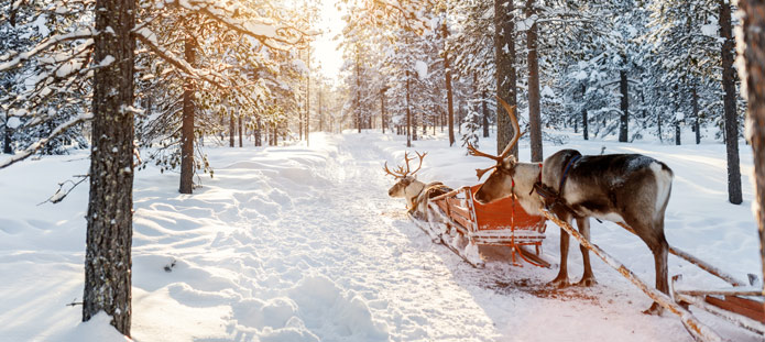 Besneeuwde bossen met rendieren en een slee